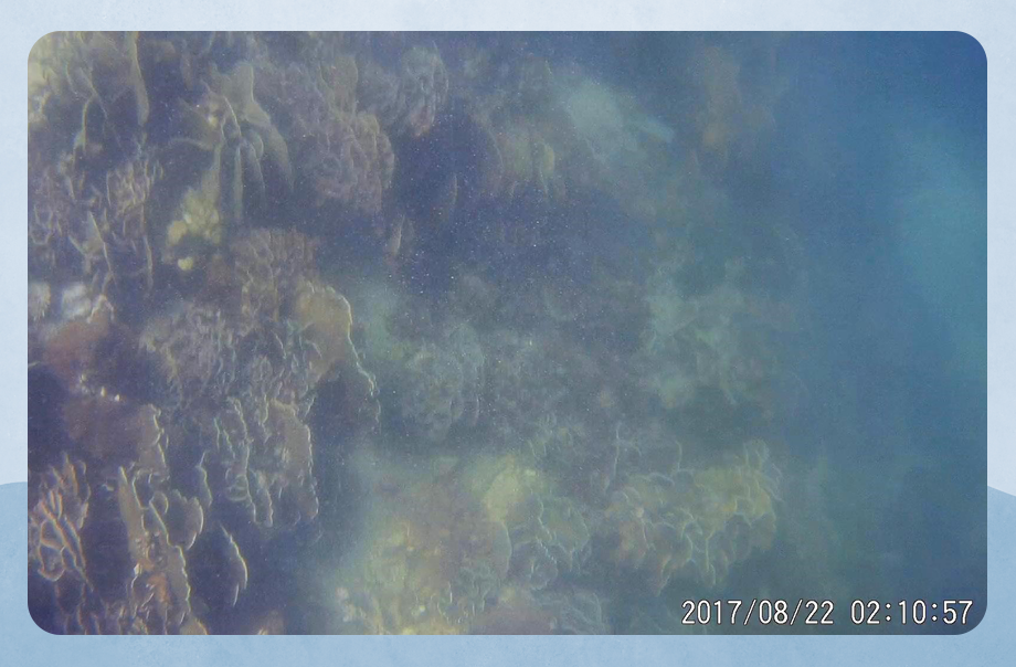 水質較混濁，珊瑚的生長比較生疏